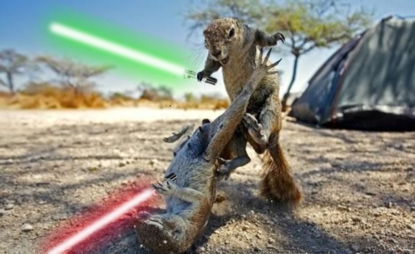Ground_Squirrel_Fight